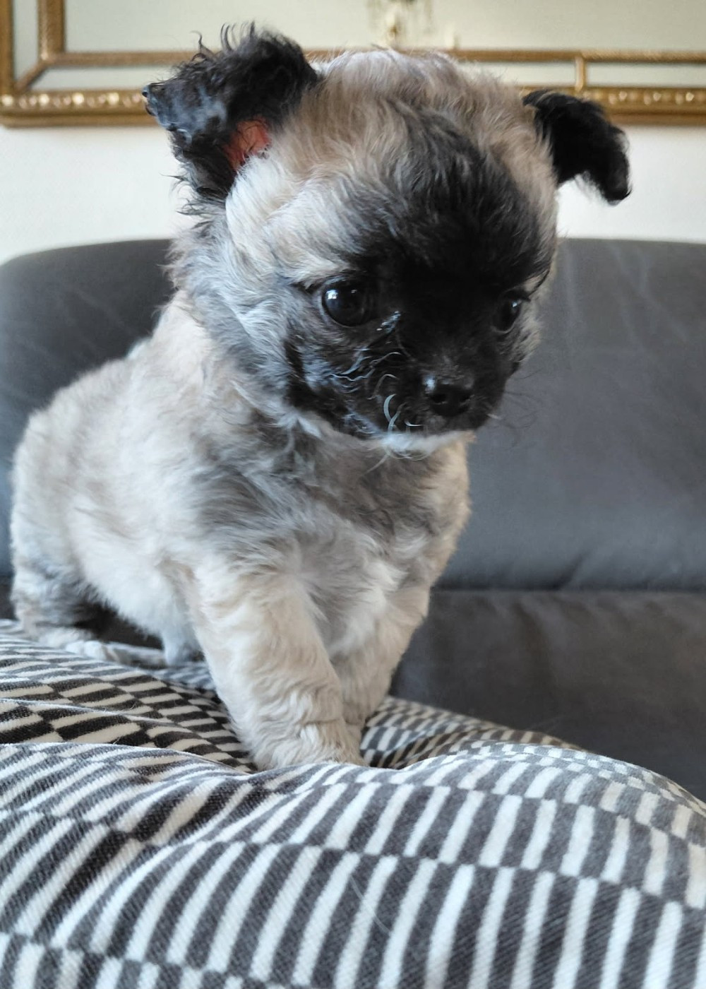 of fabi marc - Chiots disponibles - Chihuahua